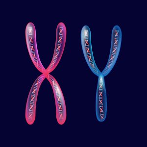 Cromozomii sexuali X si Y ce determina sexul fatului. In interiorul lor se observa acidul dezoxiribonucleic organizat helicoidal.